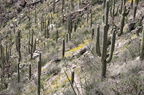 Tucson-Esperero Trail 24